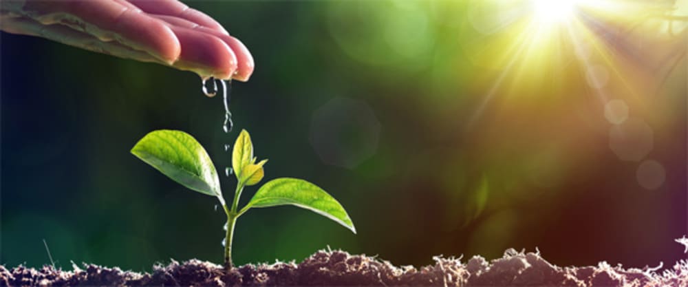 Image of ground with a plant starting to grow