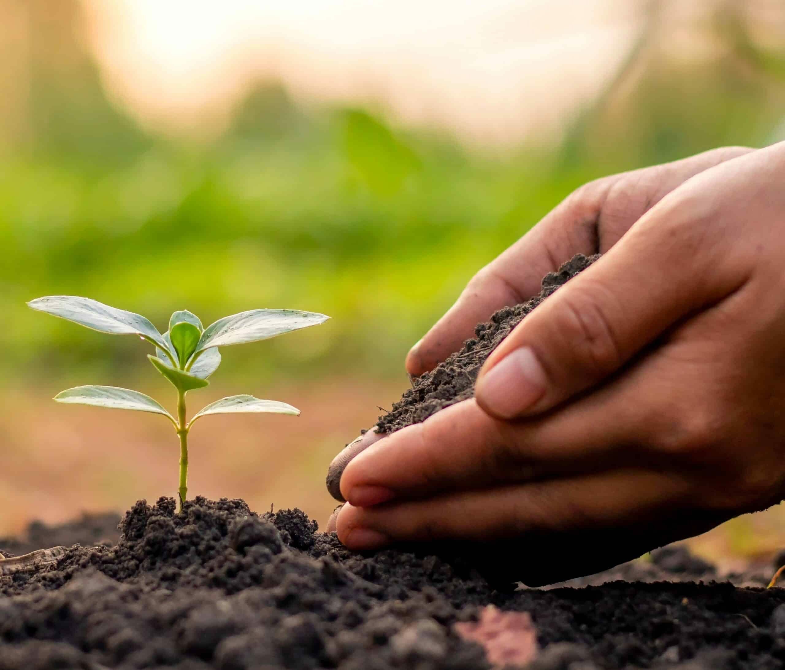 Agriculture image of a seedling being planted in soil with hands blurred background