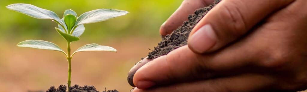 planting seeds in field